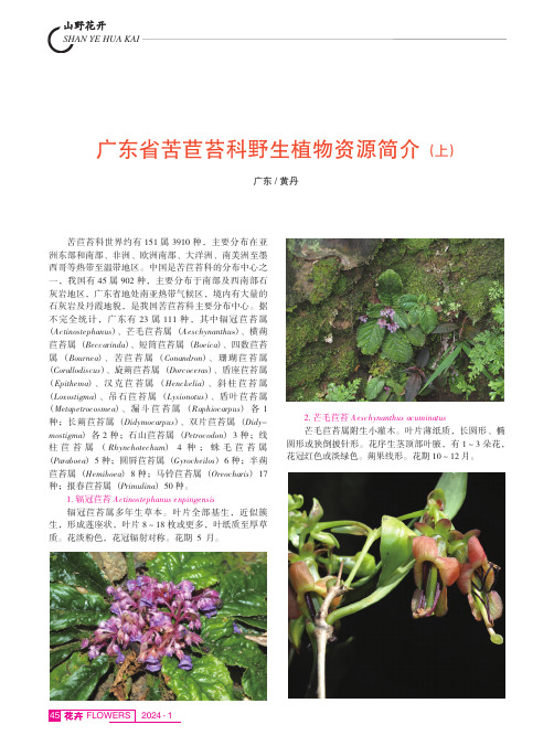 广东省苦苣苔科野生植物资源简介（上）