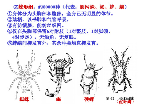 夏令营动物形态分类