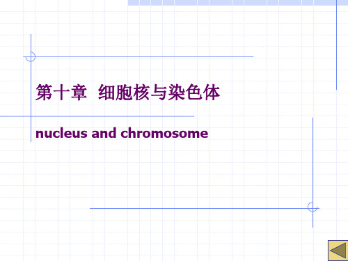 第十章细胞核nucleus与染色体