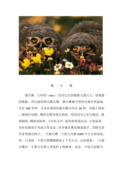 有益动物图片简介