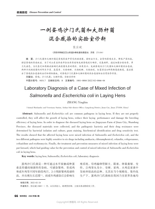 一例蛋鸡沙门氏菌和大肠杆菌混合感染的实验室诊断