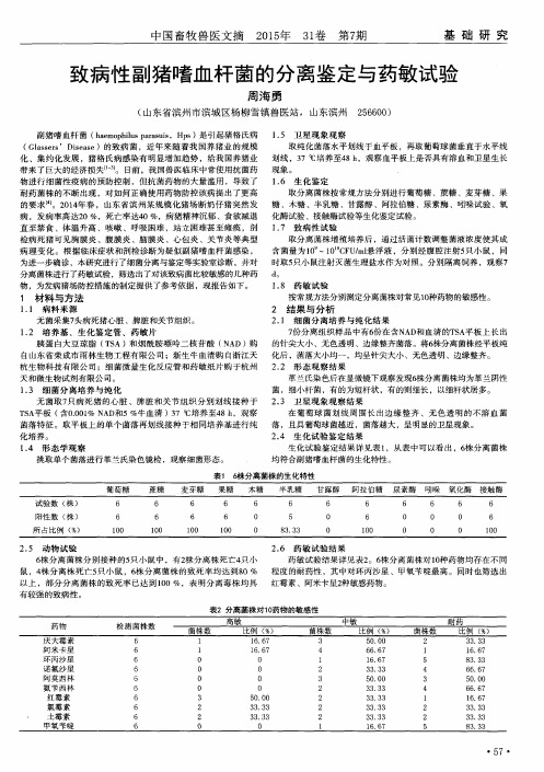 致病性副猪嗜血杆菌的分离鉴定与药敏试验