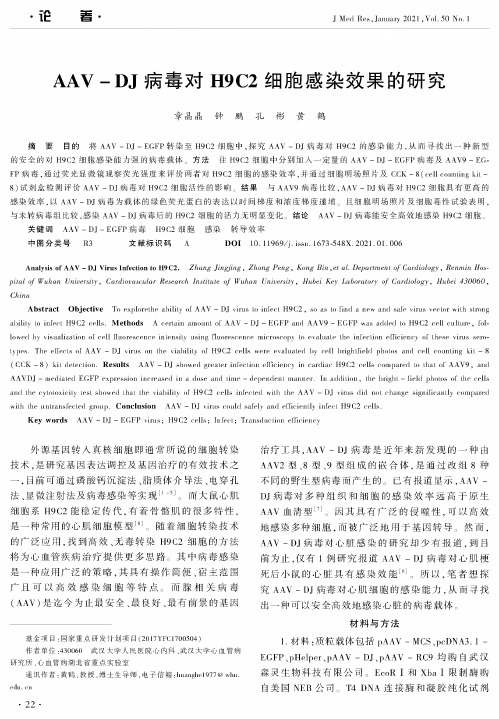 AAV-DJ病毒对H9C2细胞感染效果的研究