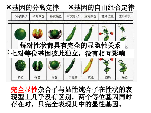 孟德尔定律的扩展