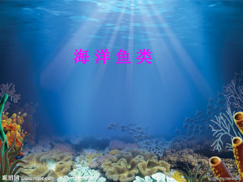 海洋生物学海洋鱼类介绍PPT