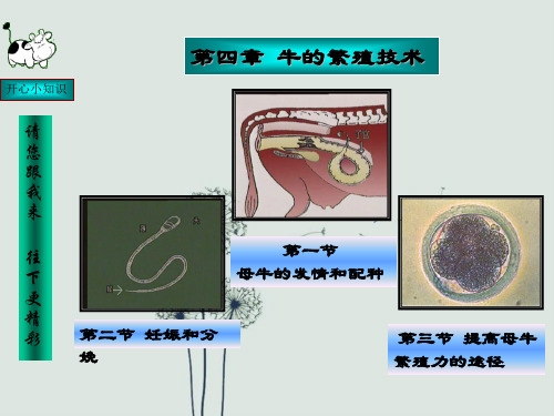 牛的繁殖技术