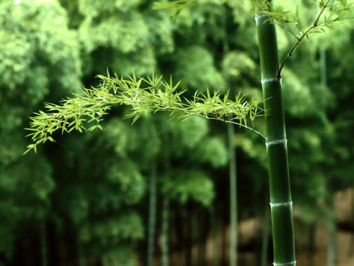 3笋芽儿-二年级下册语文PPT课件