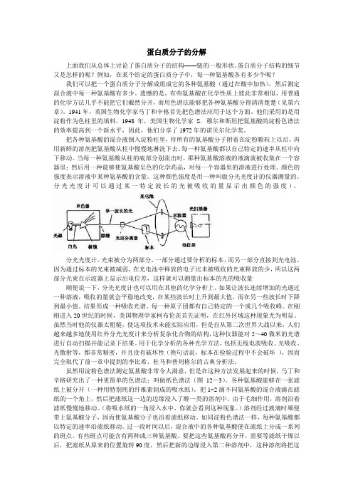 蛋白质分子的分解