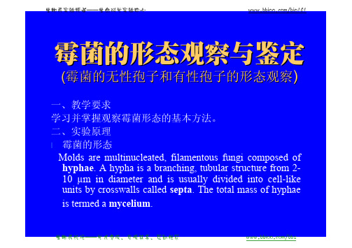 霉菌的形态观察与鉴定