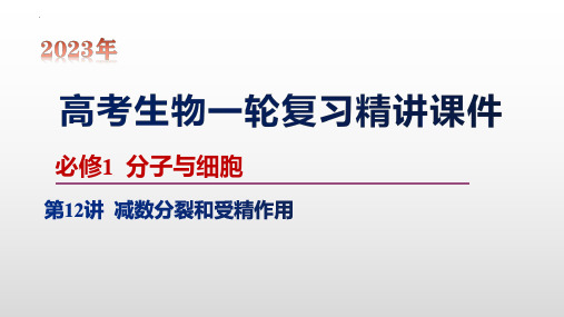 第12讲 减数分裂和受精作用-【2023大一轮】备战2023年高考生物一轮复习精讲课件