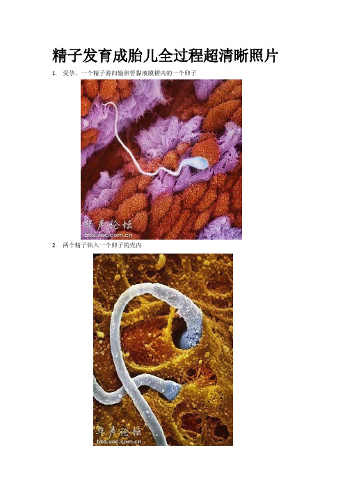 精子发育成胎儿全过程超清晰照片