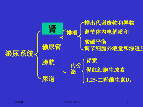 生理学泌尿系统培训课件