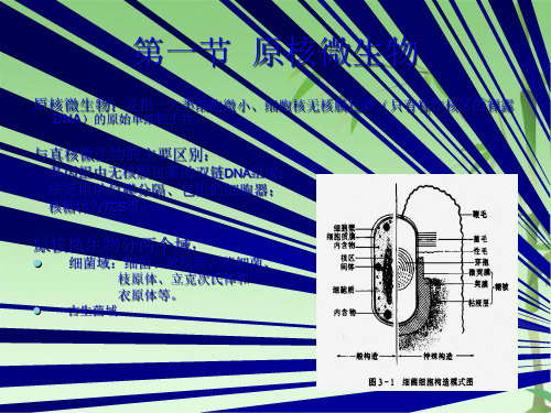 第三章  微生物细胞的结构与功能(共41张PPT)