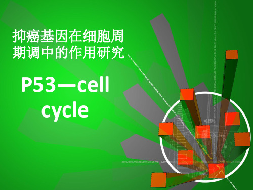 p53与细胞周期