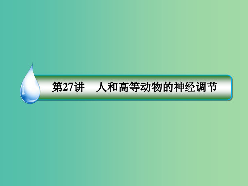 2019年高考生物一轮复习 1-3-8-27 人和高等动物的神经调节课件