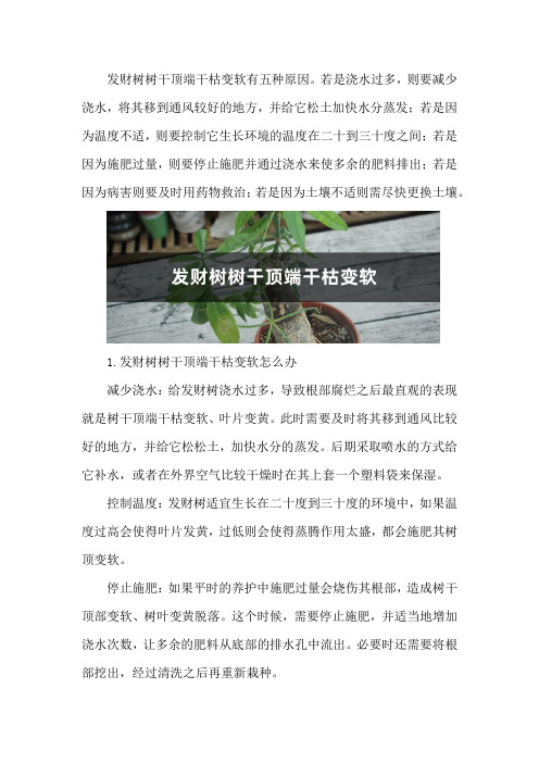 发财树树干顶端干枯变软怎么办,可以锯掉吗