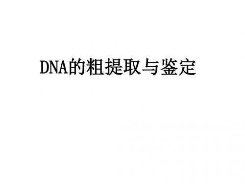 人教版高二生物选修一课件：5.1DNA的粗提取与鉴定 (共16张 PPT)