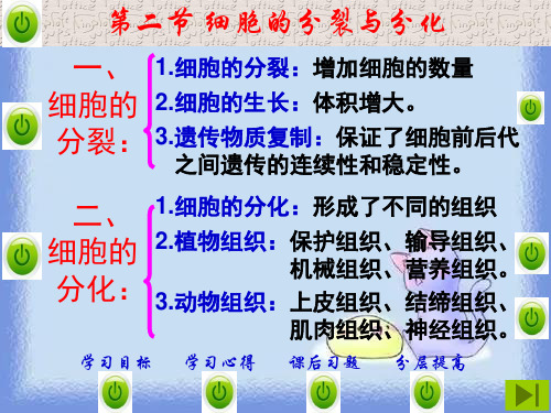 2023春苏科版七下第2节《细胞的分裂和分化》ppt