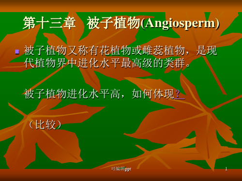 被子植物(Angiosperm)