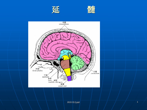 延髓ppt课件