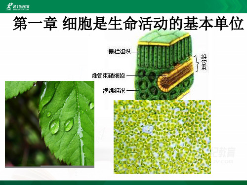 七年级上册1.1使用显微镜（课件）