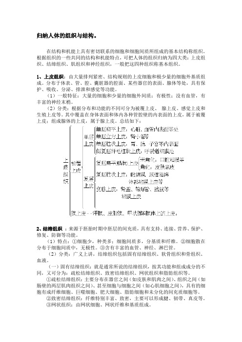 归纳人体的组织与结构