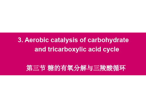 高中生物奥赛辅导生化——三羧酸循环