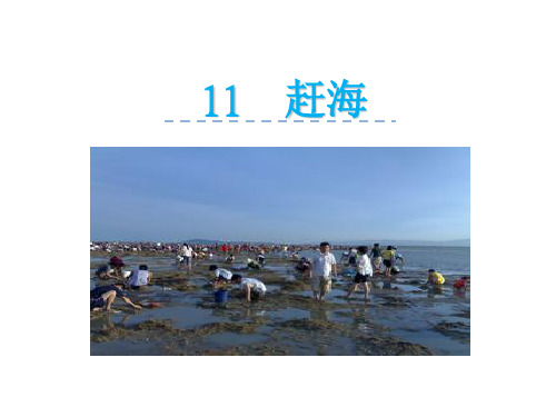 苏教版三年级语文下册《11赶海》PPT课件