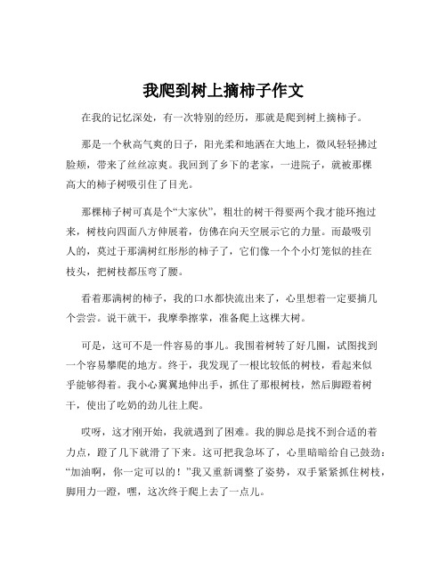 我爬到树上摘柿子作文