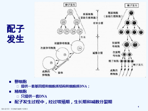 胚胎发育与细胞分化张文举