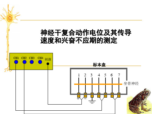 动作电位