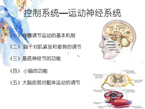 神经系统对姿势和运动的调节功能