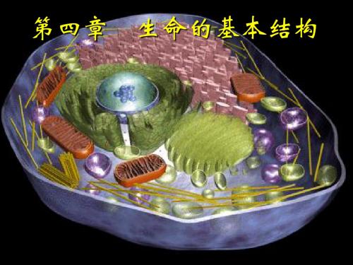 生命的基本结构