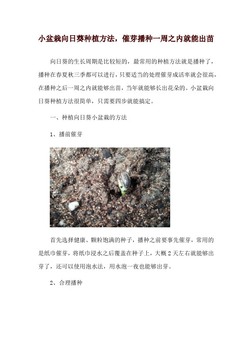 小盆栽向日葵种植方法,催芽播种一周之内就能出苗