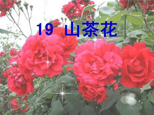 三上《山茶花》PPT[2]