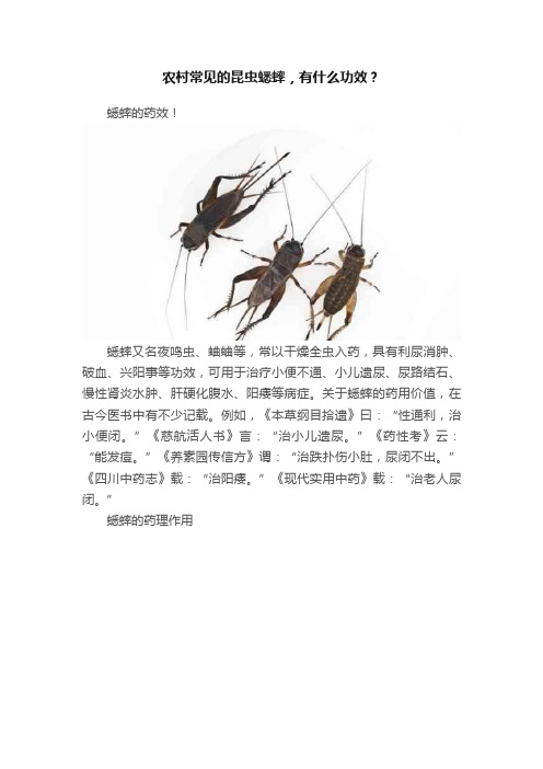 农村常见的昆虫蟋蟀，有什么功效？