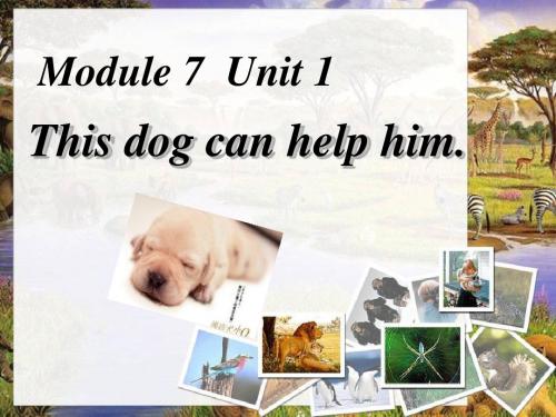 《This dog can help him》PPT课件