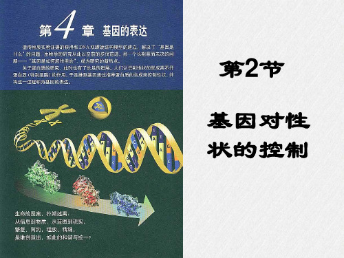 优课件高中生物必修二--4.2--《基因对性状的控制》(新人教版)