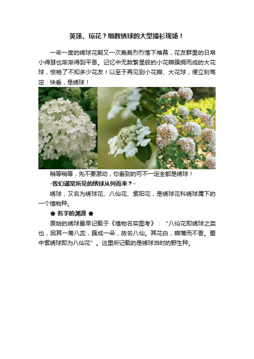 荚蒾、琼花？细数绣球的大型撞衫现场！