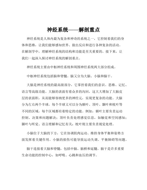 神经系统——解剖重点