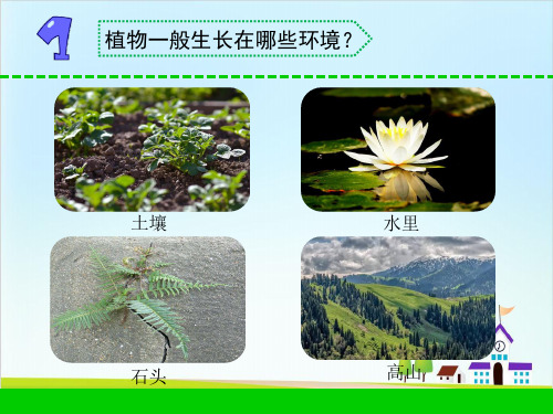 三年级下 -6.沙漠里的植物 苏教版(共16张PPT)