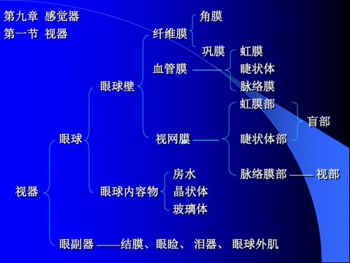 大专系统解剖学13-视器_PPT课件