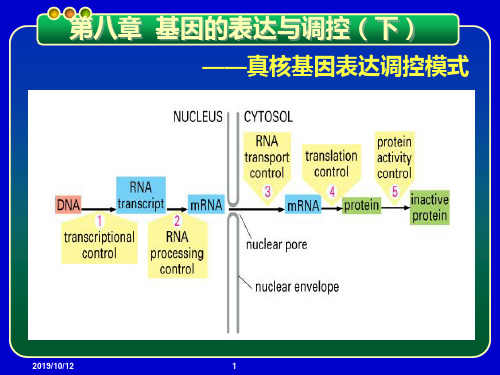 基因工程PPT课件 第八章 基因的表达与调控-真核基因表达调控模式精品文档
