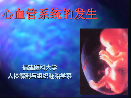 组织学与胚胎学 第25章 心血管系统发生