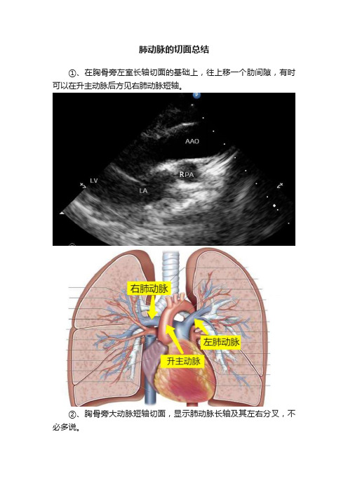 肺动脉的切面总结