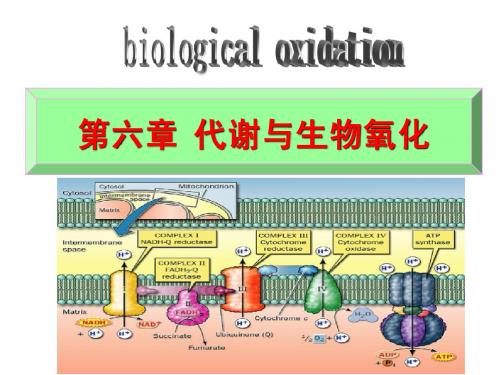 第六章 代谢与生物氧化