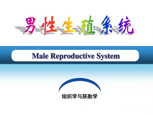 组织胚胎学男性生殖