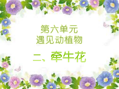 课文《牵牛花》教学课件