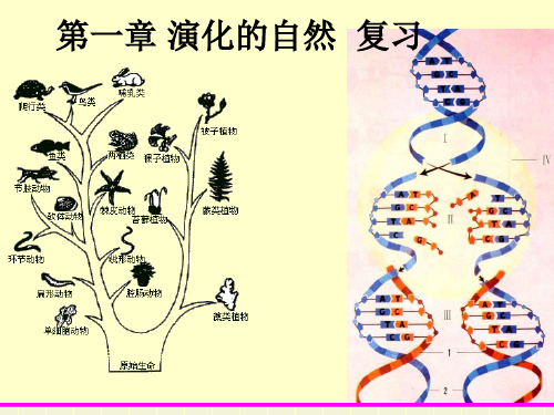 演化的自然PPT精品课件1