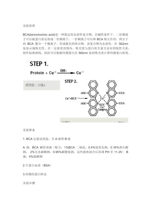 蛋白质定量：(BCA法)